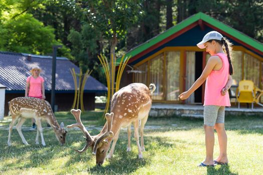 Child feeding wild deer at petting zoo. Kids feed animals at outdoor. Little girl watching reindeer on a farm. Kid and pet animal. Family summer trip to zoological garden. Herd of deers