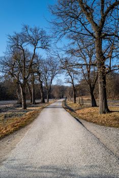 A straight narrow road with some trees to both sides and a deep blue sky