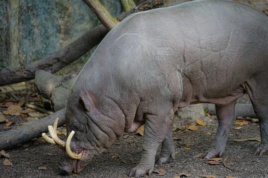 Wild Babirusa image. Shooting Location: Singapore