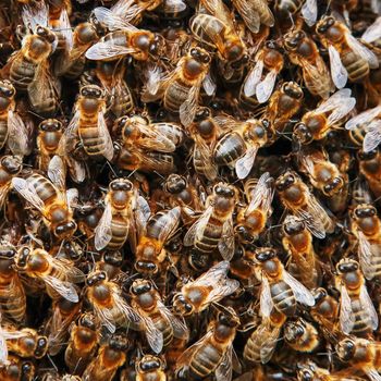 A swarm of bees on the hive. Many bees in the form of texture close-up. Macro, background