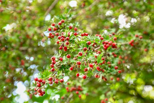 Red hawthorn berries hang on the branches