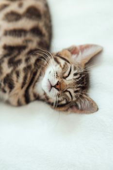 Cute dark grey charcoal short-haired bengal kitten sleeping on a white blanket.