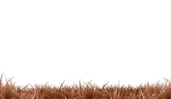 Withered brown grass (landscape ) | white background