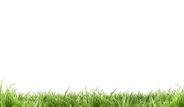 Fresh green grass (landscape ) | white background