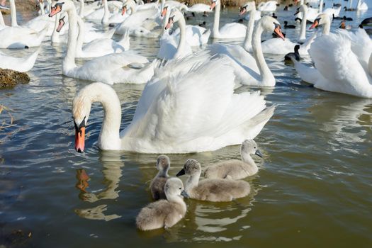 Ugly ducklings baby swans. Mute swan protects baby swans from other swans