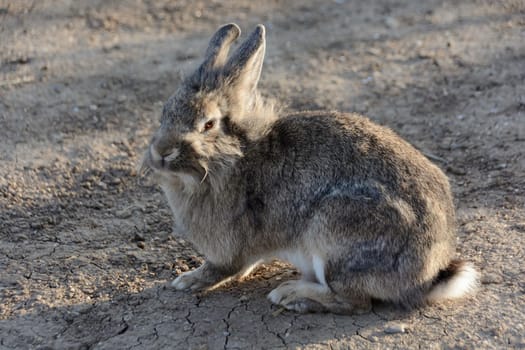 Gray bunny rabbit in field. Side view