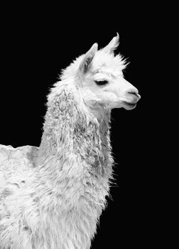 Portrait of a white llama Lama glama isolated on black background. black and white