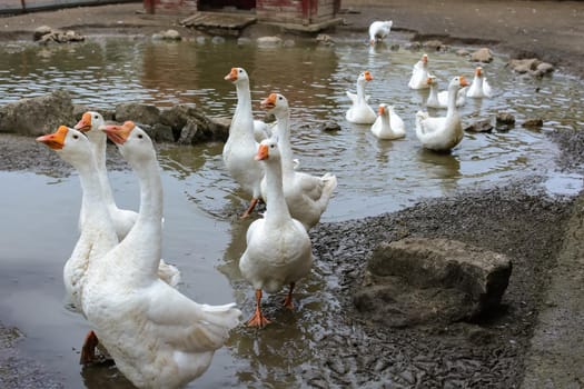 Flock of white domestic geese come out of the pond on a poultry yard