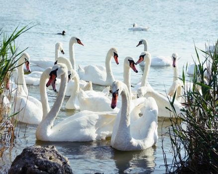 Beautiful white whooping swans swimming near the coastline in the reeds