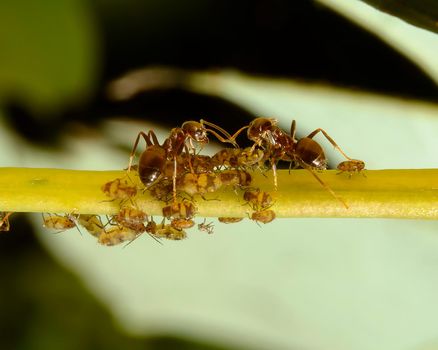 Ants taking care of aphids on stem. Extreme close up