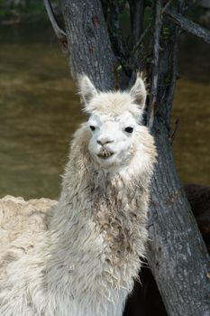 Portrait of llama Lama glama in natural conditions looking at camera