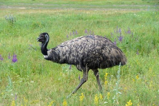 Cute ostrich emu Dromaius novaehollandiae on green meadow