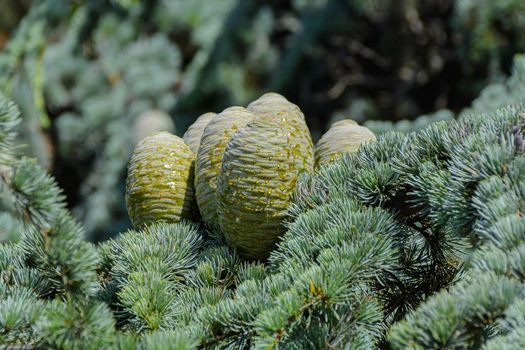 Green cedar cones with drops of resin. Close-up
