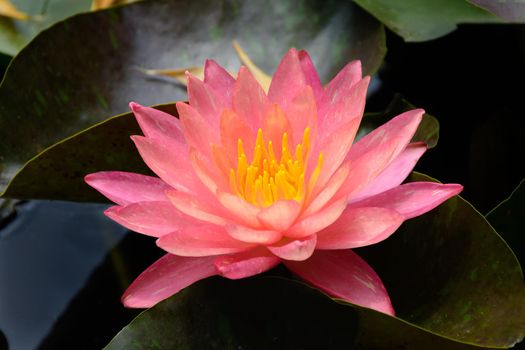 Close up of red waterlily in pond