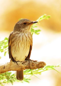 Saudi Arabia wildlife  Pictures