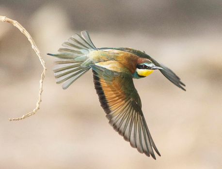 Saudi Arabia wildlife  Pictures