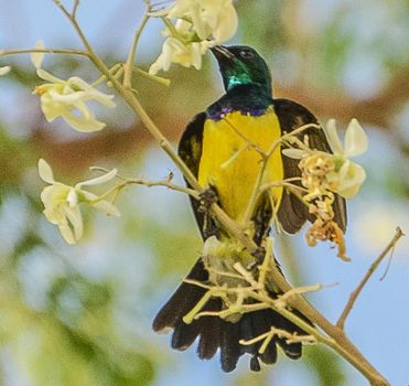 Saudi Arabia wildlife  Pictures