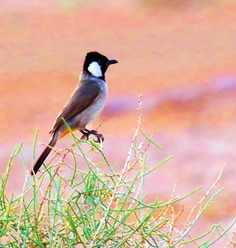 Saudi Arabia wildlife  Pictures