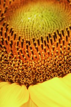 Sunflower flower with petals close-up in the form of patterns and full-screen textures as the background. Macro