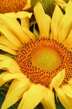 Sunflower flower on a white background, top view. Isolate. Free space for copying.