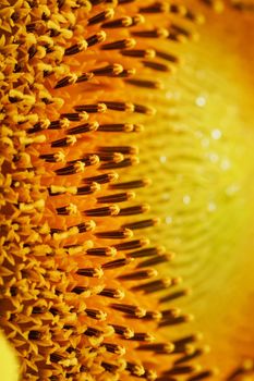 Sunflower blooms natural background close-up. Macro. As a full screen background