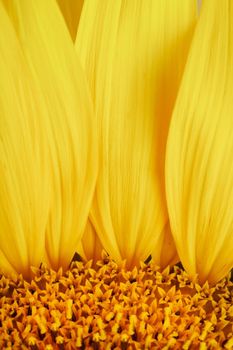 Sunflower flower with petals close-up in the form of patterns and full-screen textures as the background. Macro