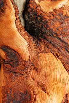 Textured curved Wooden snag of brown color with texture on a black background. Decorative wooden element, close-up, minimalism.