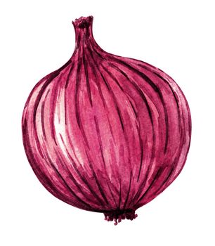 Watercolor whole red onion isolated on white background. Hand drawn vegetable illustration