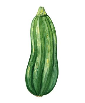 Watercolor green squash isolated on white background. Vegetable hand drawn illustration for kitchen decoration, cafe menu, recipes,