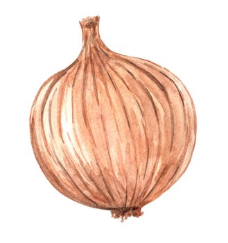 whole brown onion isolated on white background. Hand drawn onion Watercolor illustration