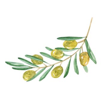 Watercolor green olive branch isolated on white background. Hand drawn illustration