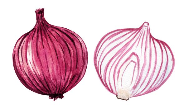 Watercolor red onion set isolated on white background. Hand drawn illustration