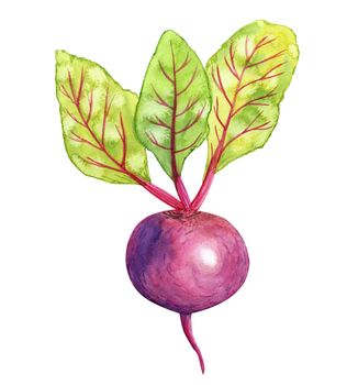 Watercolor beetroot isolated on white background. Vegetable hand drawn illustration for kitchen, cafe menu, recipes