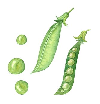 Watercolor green peas pods set isolated on white background. Hand drawn illustration