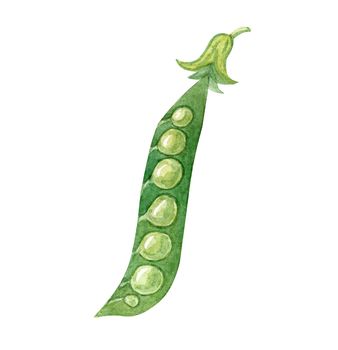 Watercolor open green pea pod isolated on white background