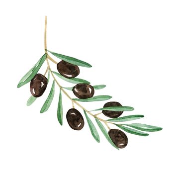 Watercolor black olive branch isolated on white background.