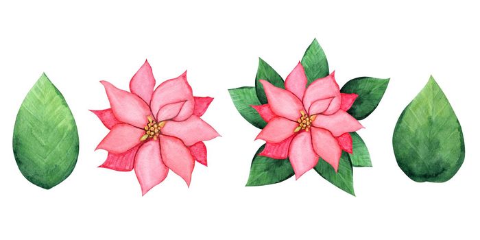Watercolor poinsettia set isolated on white background. Christmas leaves and flowers hand drawn illustration