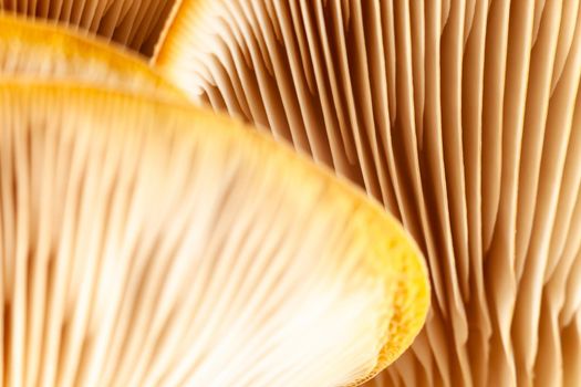 Mushrooms pattern for design. Oyster mushrooms. Healthy eating Eco food Vegetarian. Background. Soft focus.