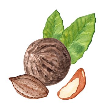 Watercolor brazil nut hand drawn illustration isolated on white background.
