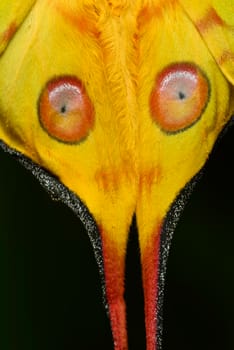 Comet or  moon moth, Argema mittrei, butterfly native to the rain forests of Madagascar.