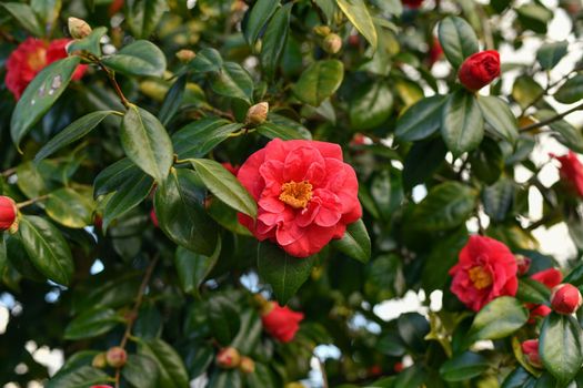 Pink blooming camellia flowers and buds