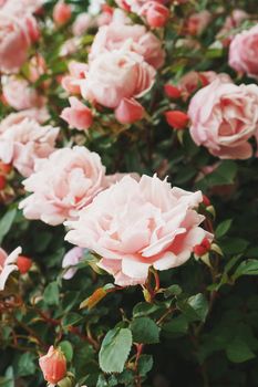 Bouquets with pink rose bouquets as background. Flowers