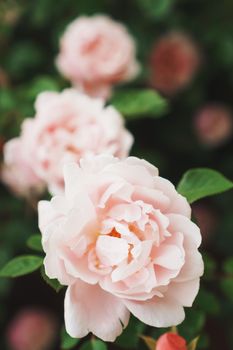 A bush with many small pink roses close-up in the garden. Pink rose bushes blooming on the road. A beautiful bouquet of roses. Care of garden rose bushes
