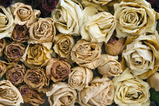 old dried roses texture. Decoration made of dried rose flowers