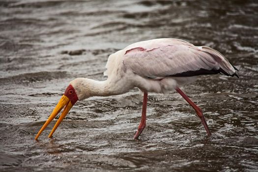 The Yellow-billed Stork (Mycteria ibis) is more tied to wetland habitats than most other storks and hunt almost exclusively in shallow water