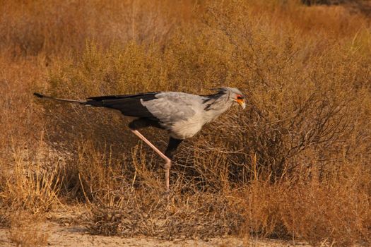 A lone Secretary bird (Sagittarius serpentarius) on patrol in the Kgalagadi Transfrontier Park