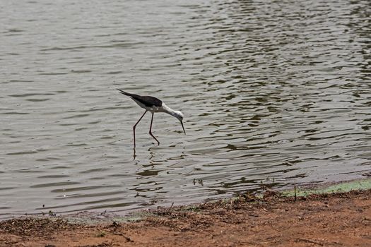 The Black-winged Stilt (Himantopus himantopus) is a fairly common wader in warmer regions and prefer wetlands with open shallow water