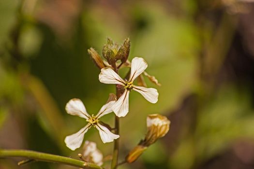 Macro image of flowers of the Rocket Plant.