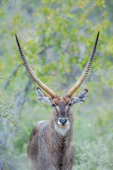 Portrait of Common Waterbuck horned male in Kruger National park, South Africa ; Specie Kobus ellipsiprymnus family of Bovidae