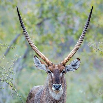 Portrait of Common Waterbuck horned male in Kruger National park, South Africa ; Specie Kobus ellipsiprymnus family of Bovidae